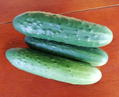 Pepino Cohombro